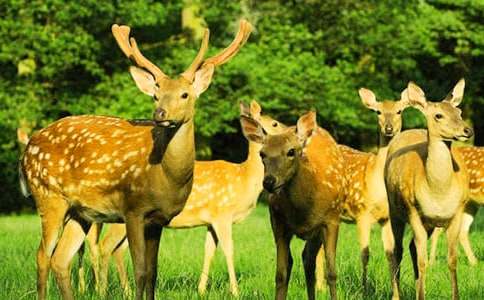 һֻ÷��¹��ѧʵ¼