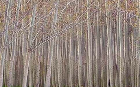 ���������ޡ���ѧ���15ƪ