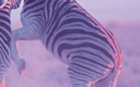 ����������������̰��������ڰ׻�