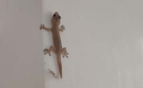 С�ڻ���β�ͽ̰����