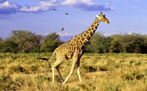 小班语言活动教案设计《亲亲长颈鹿》