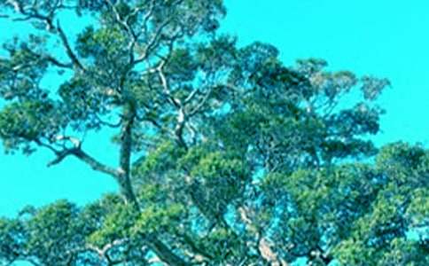 ��С�ݺʹ���������У�ͨ��6ƪ��