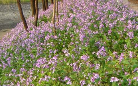 �����ֶ��������Ķ���