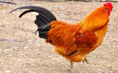 ��С������СѼ�ӡ���ѧ���ģ��