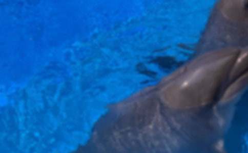 《蓝色的海豚岛》读后感15篇