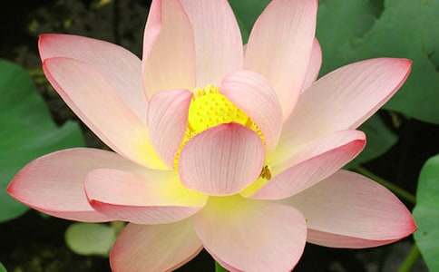 ���ɻ�����ѧ�������ر�[5ƪ]