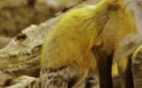 《幸运的小狐狸》读后感