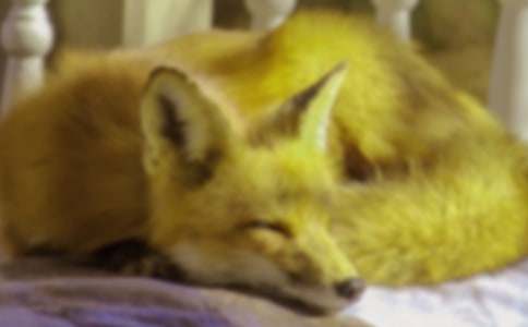 �˲���ĺ���ְֶ����11ƪ