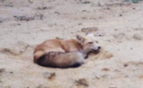 了不起的狐狸爸爸读后感15篇