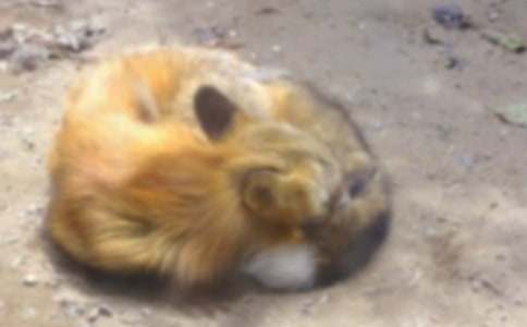 �������˲���ĺ���ְֶ����