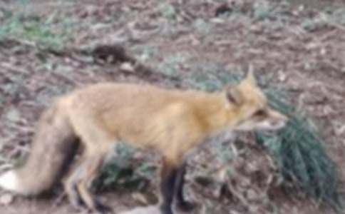 ����ͺ׶����