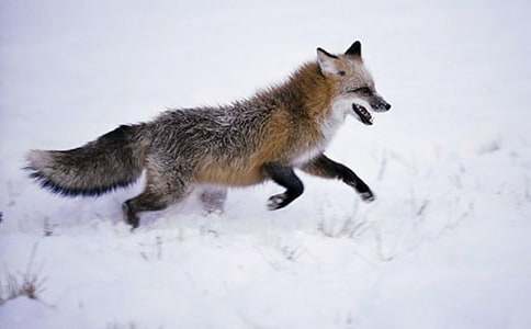 ���ٱ�����ƭһ�Ρ�����о�ѡ15ƪ