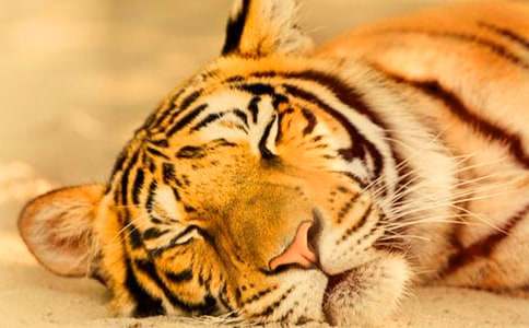 С�������̰�����ֻ�ϻ�