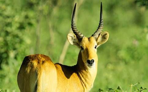 [��]����ľ������