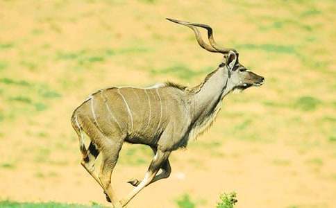 ������ľ�񡷶����