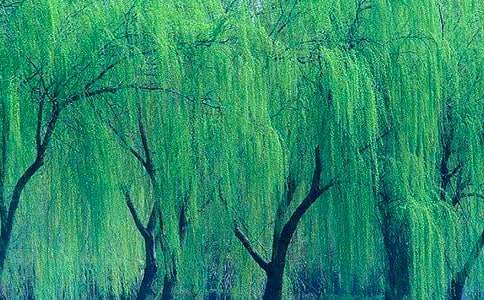 大班艺术教案柳树姑娘(通用14篇)