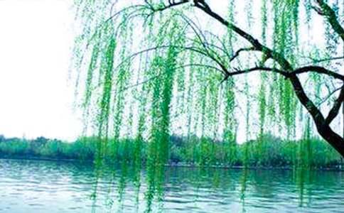 大班艺术教案:柳树姑娘