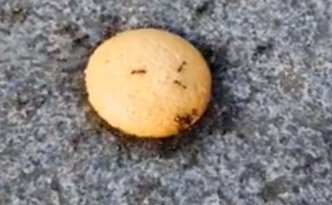 蚂蚁和蝈蝈读后感