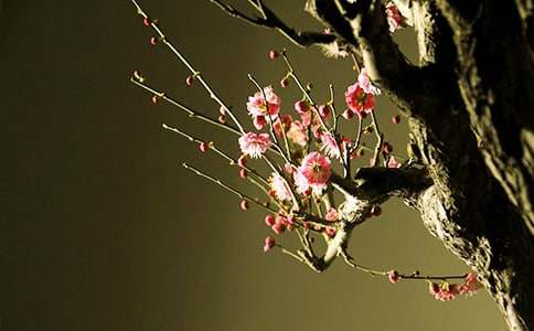 ��÷���꡷�����