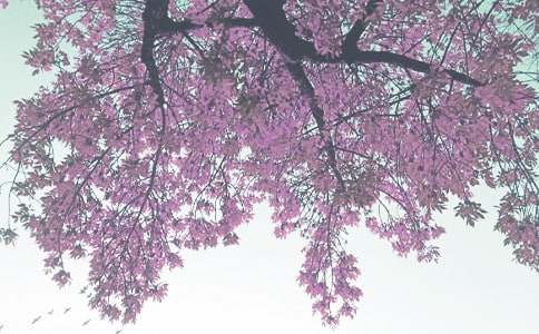 С���＾�����ƻ�������ƪ