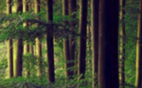 ������������ɭ�ֵĹ���