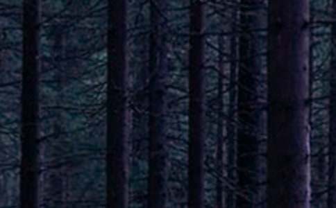 《森林报》读后感(通用)