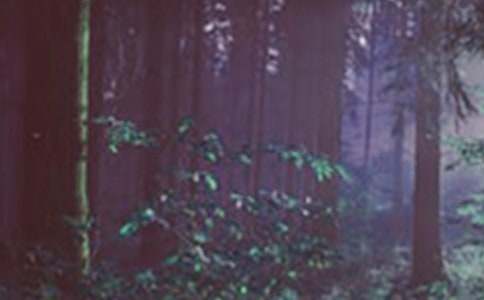 中班艺术活动方案走进未来的森林