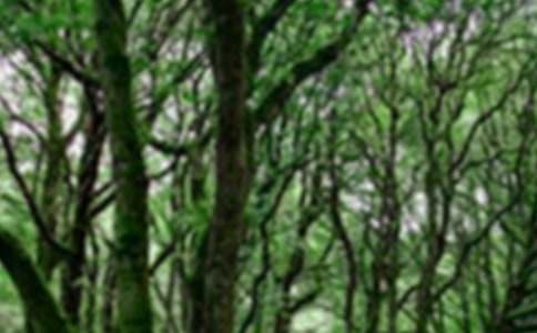 ɭ�ֱ������