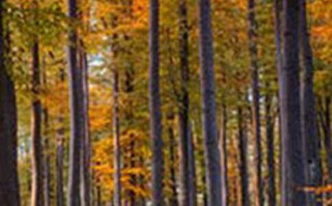 ��Ų����ɭ�֡������15ƪ���ȡ�