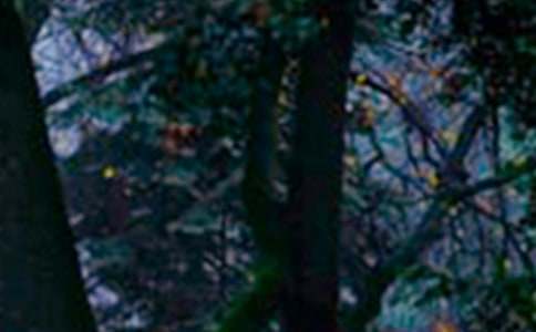 ɭ�ַ���֤����ƪ