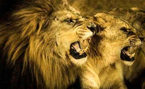 ����ʨ���ֵ��δʼ���10ƪ