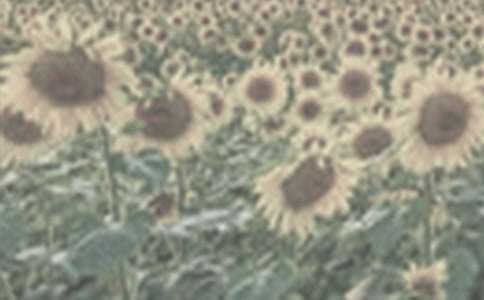 �������̫����Ů���и�11ƪ