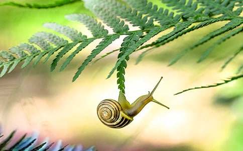 ��С��ţ����ѧ���