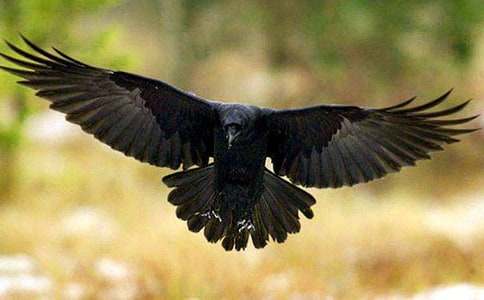 [����]����ѻ��ˮ�����θ�13ƪ