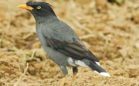 《乌鸦喝水》评课稿精品【13篇】