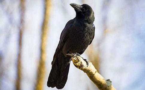 《乌鸦喝水》评课稿