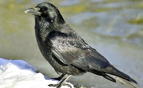 ����ѻ��ˮ�����θ徫��[13ƪ]