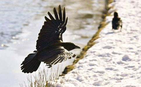 [�ر�]����ѻ��ˮ�����θ�13ƪ