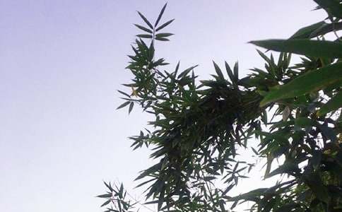 �����簲�İ�40�侫ѡ