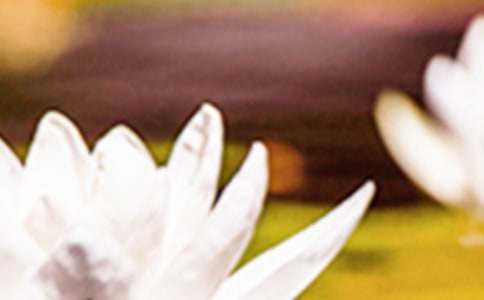 青春共盟——读《夏至未至》有感