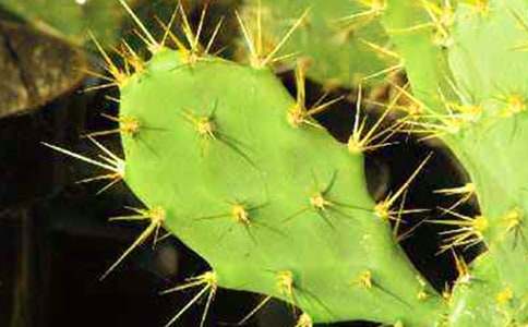 中班艺术教案仙人掌