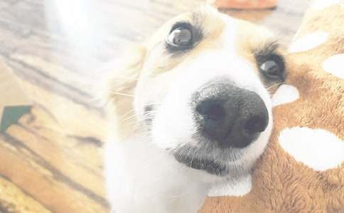 ����С����Сѧ����