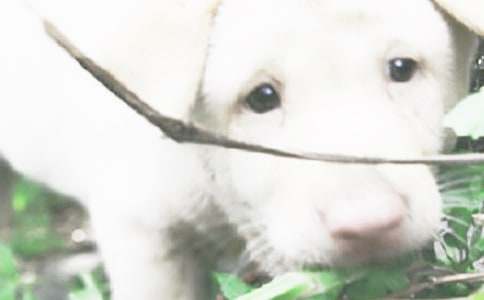 ����С����Сѧ����5ƪ