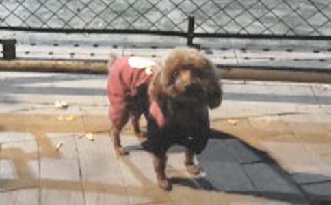 �ҵĳ���С������[��ѡ]