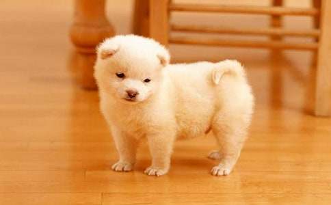 大班艺术活动方案小狗汪汪