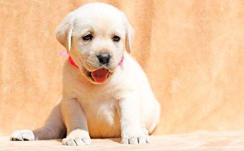 �ҵĳ���С������(����15ƪ)