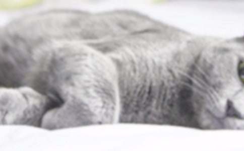 �ҵĳ���Сè����(6ƪ)