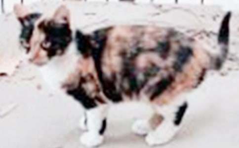 我的宠物小猫作文(通用69篇)