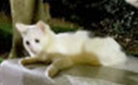 我的宠物小猫作文集锦7篇