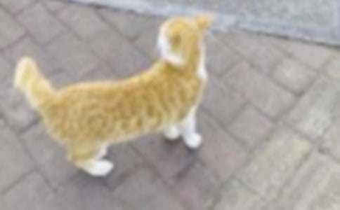 我的宠物小猫作文(7篇)